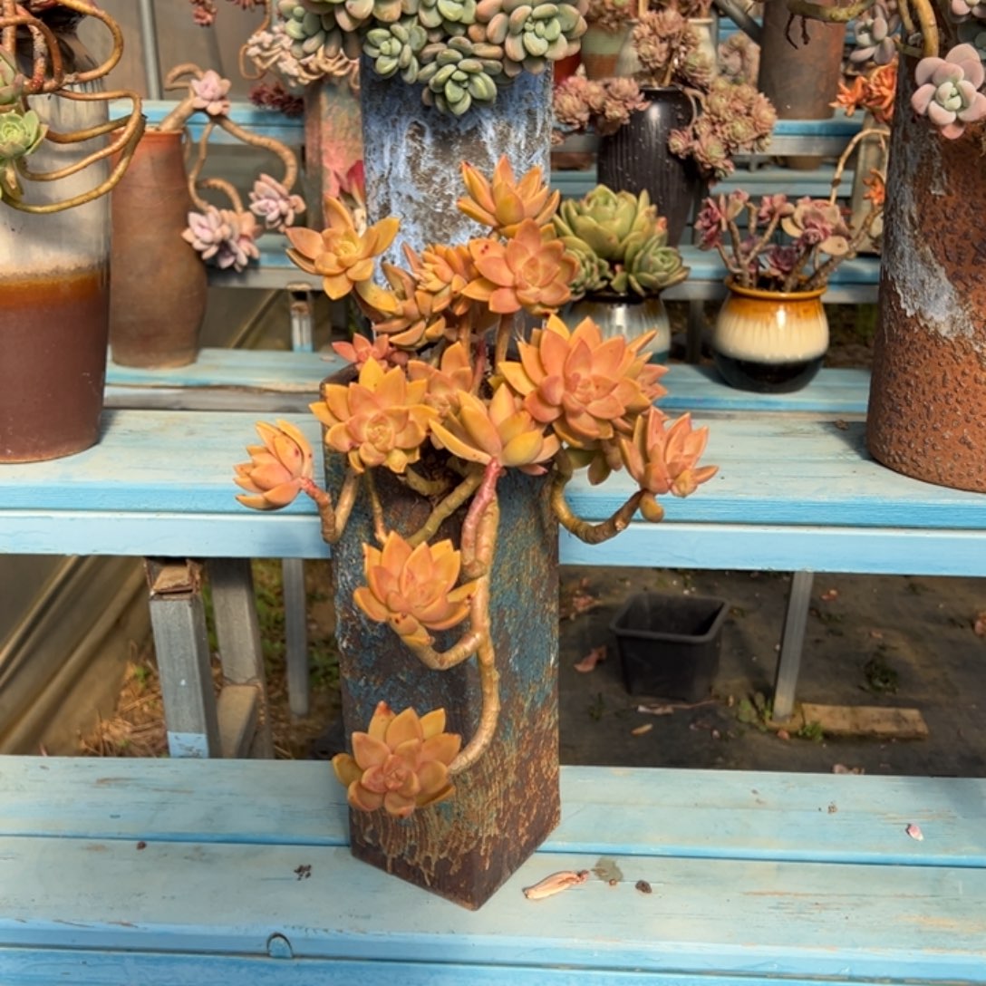 精品明月妖桩 裸根