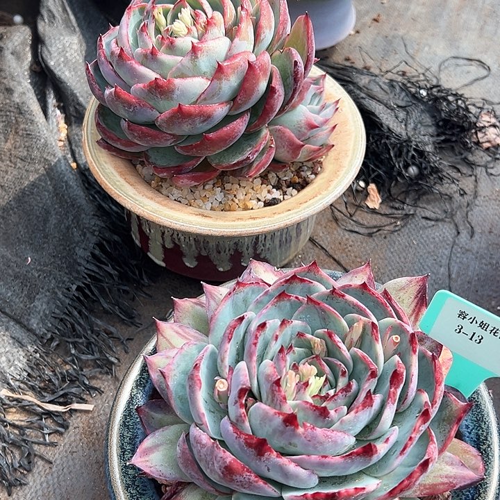 3.13惊鸿2个脱土