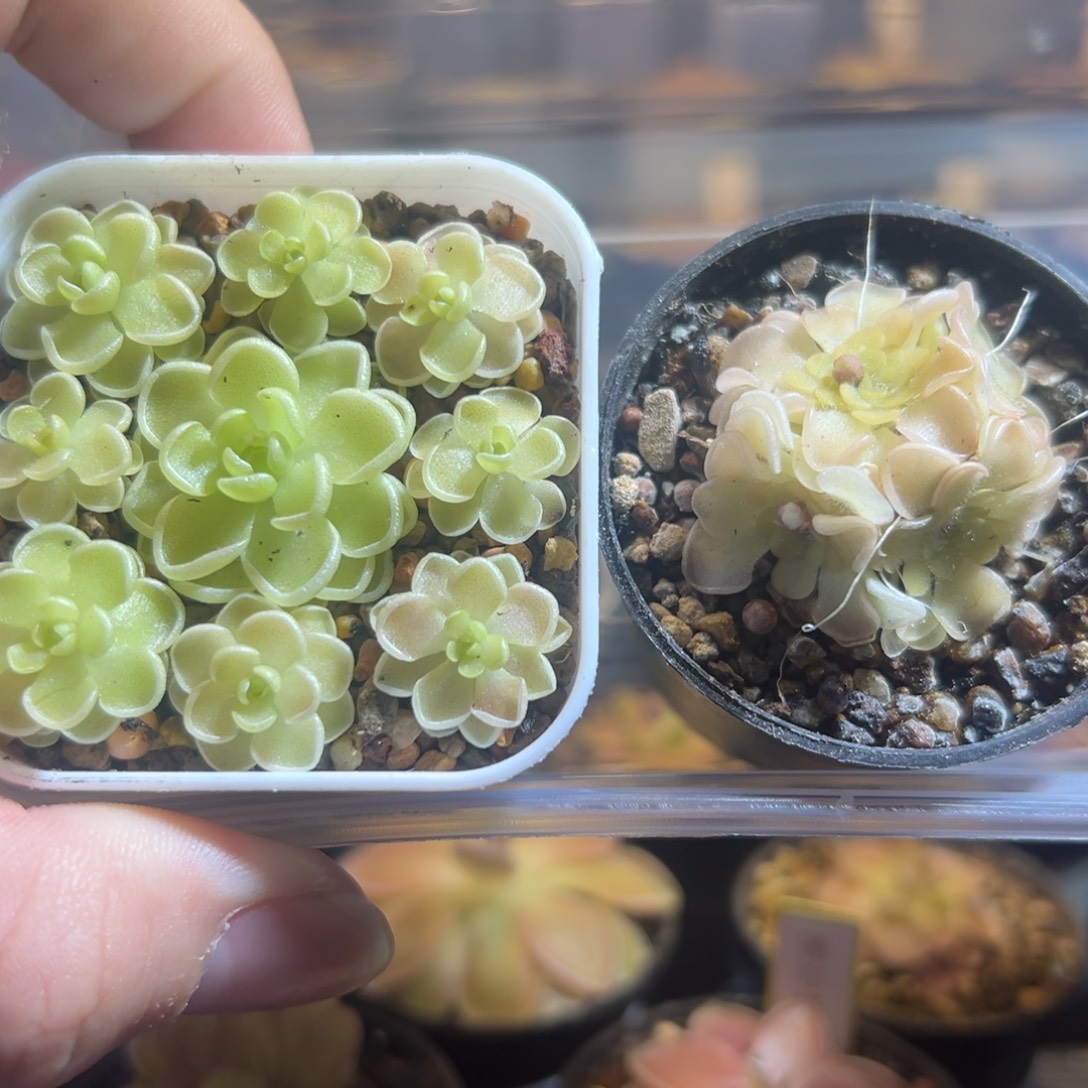 私***佳捕虫堇脱土发爱丝x9圆花88048