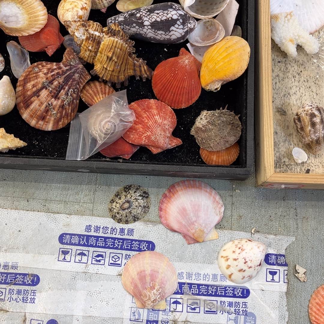 ?***y天然贝壳珍珠项链