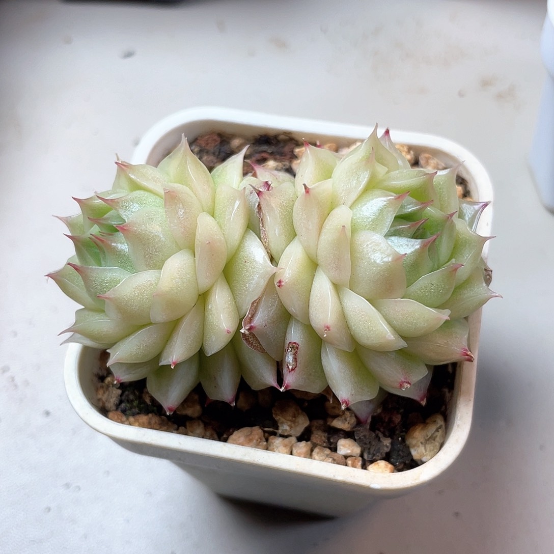 优选麦秆福利8183