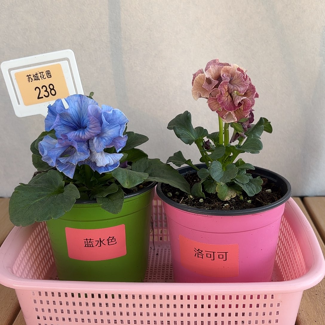 大部分开放少量花苞238