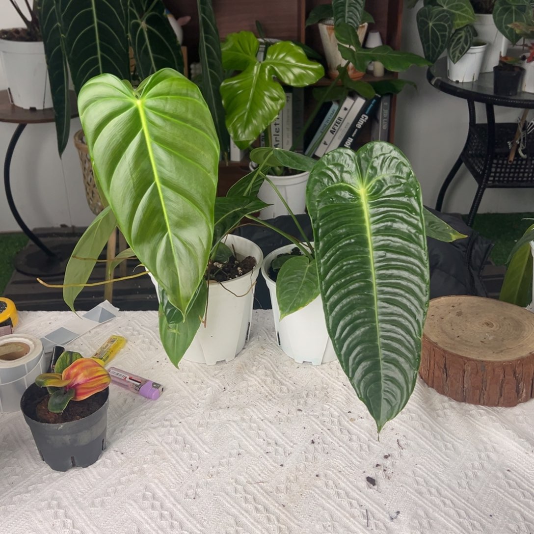 完全开放极密火鹤王叶长30+Pe蔓绿绒叶长26