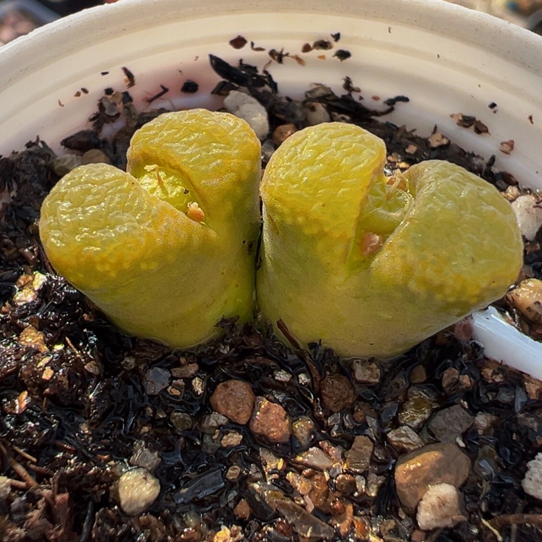 54多肉植物种类多样