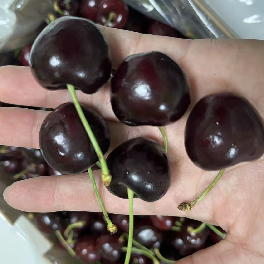 【同城配送】海运智利1JD车厘子2斤桑提娜智利