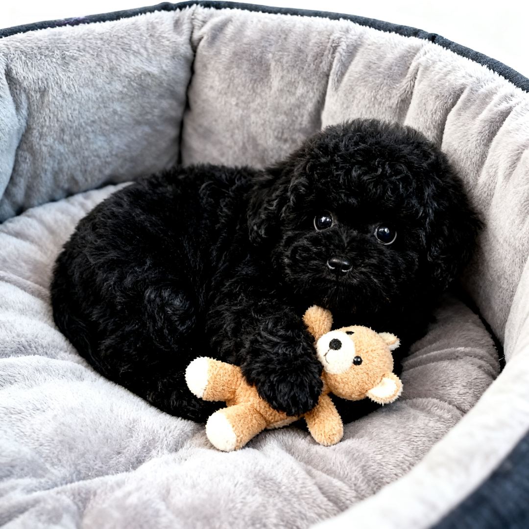 泰迪幼犬聪明黑色幼崽小型犬精品狗长不大纯黑网红小体陪伴狗活泼