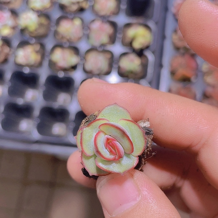 月亮仙子【满10颗包邮】