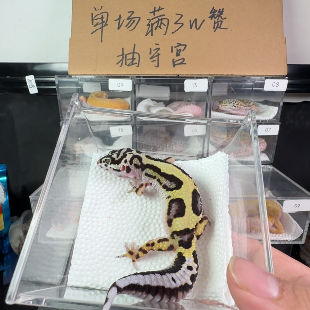 豹纹守宫土匪妹妹