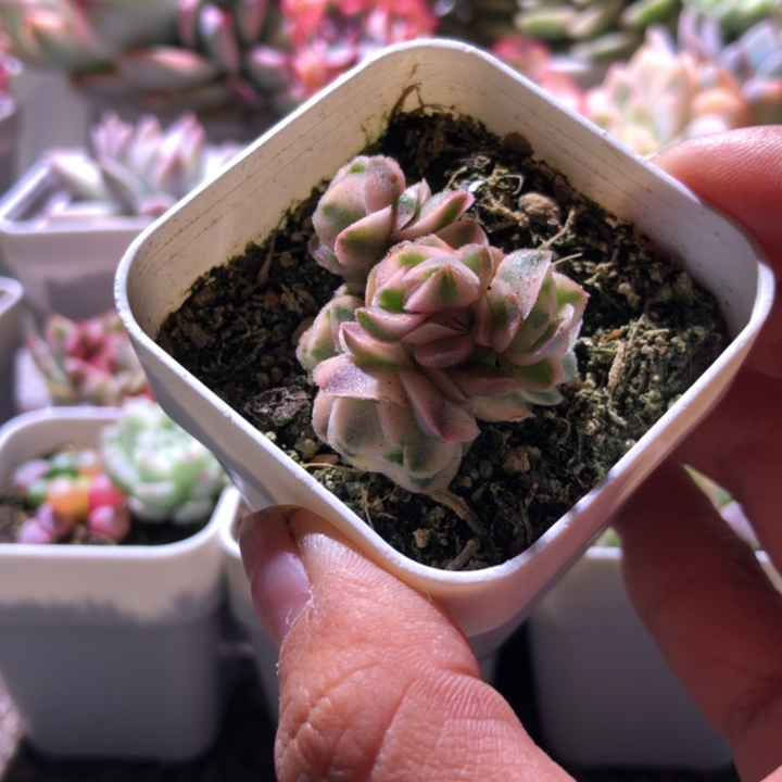 满***月龙宫城锦覆轮锦群生有根