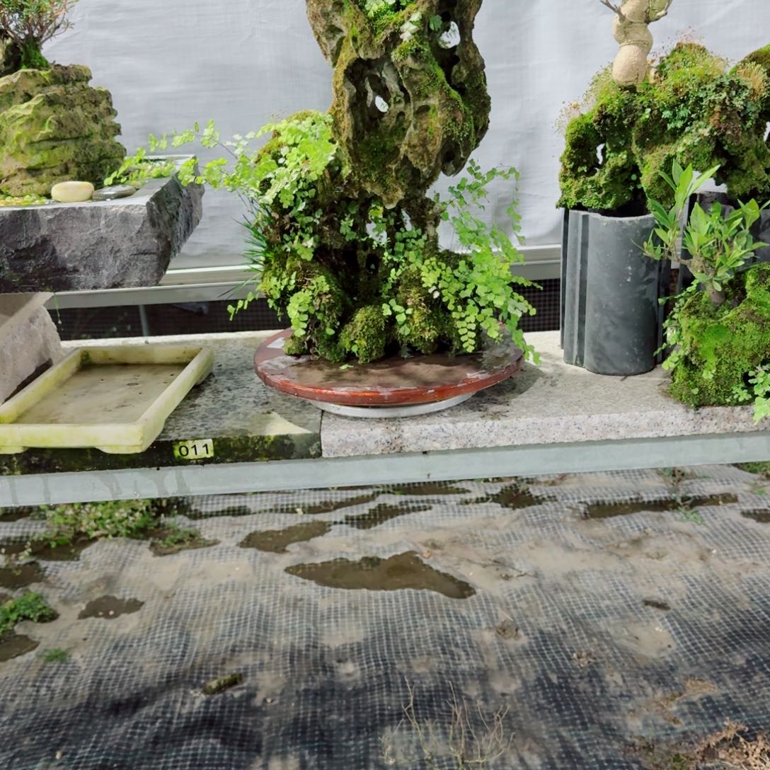 无花朵菖蒲吴定石附石菖蒲