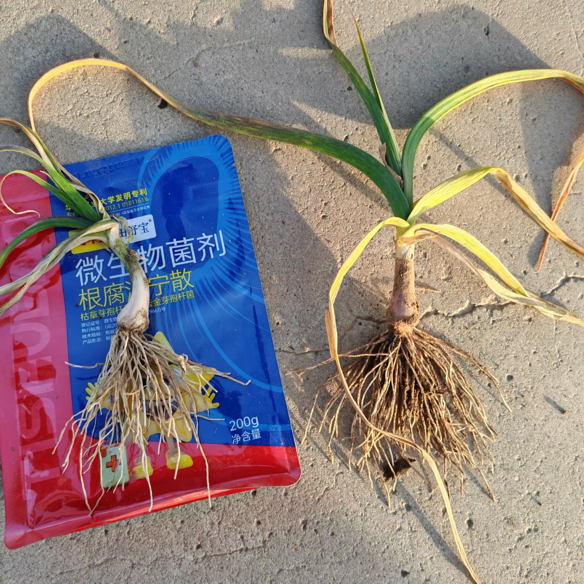 防治大蒜根腐病沤根，烂根，立枯，死苗等根部病害，促根壮苗增产增收