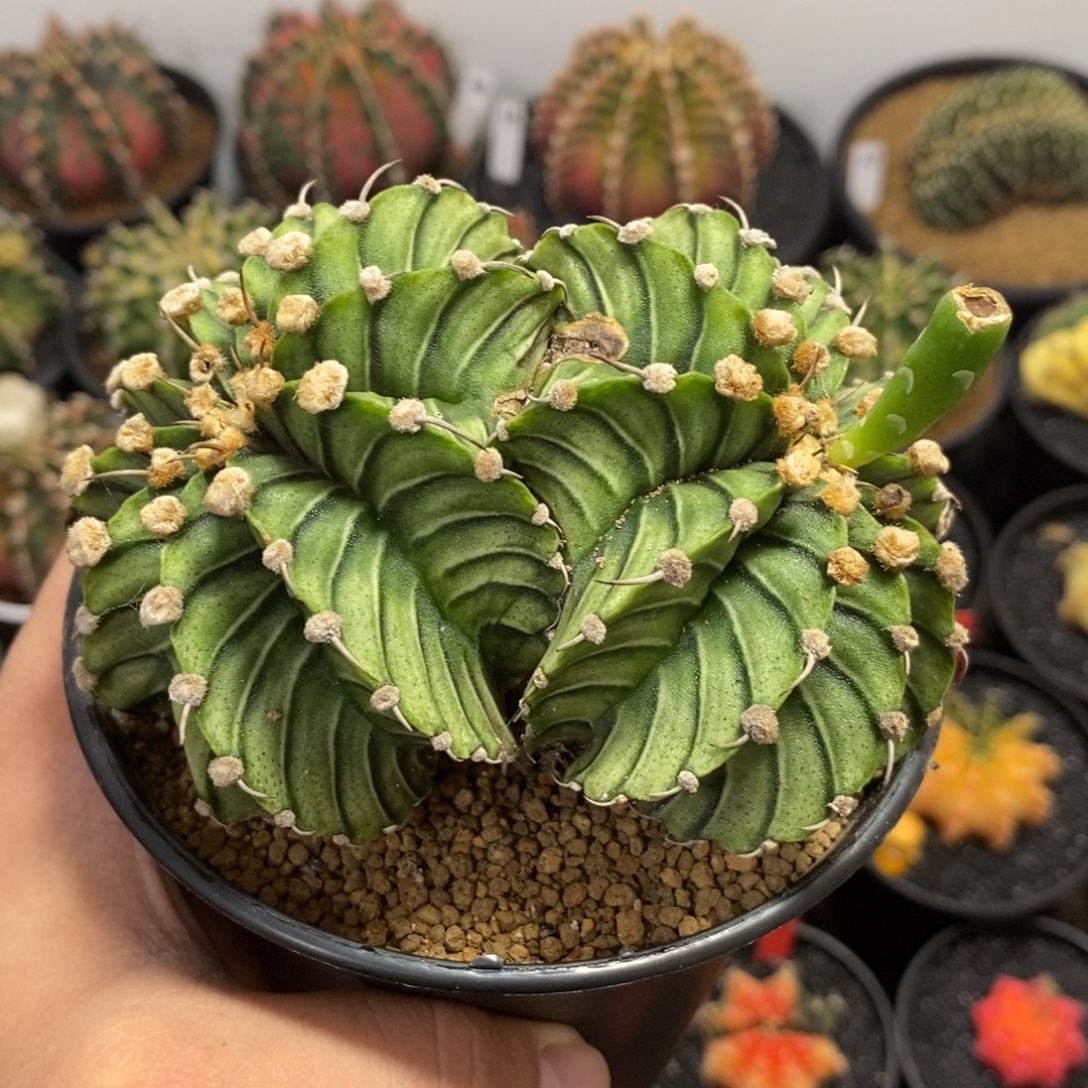 双头肋骨（微瑕）—带盆土发货