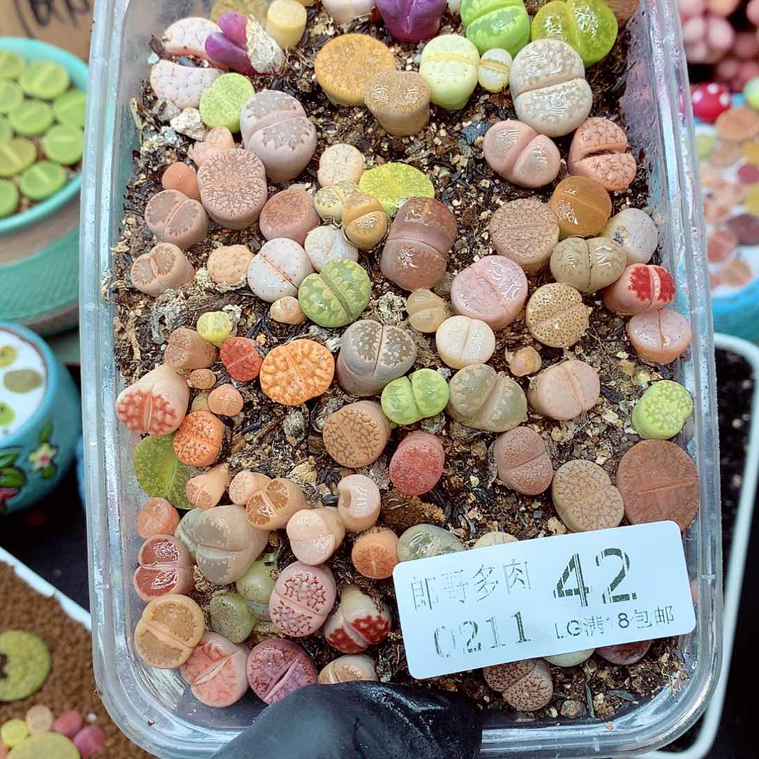 郎哥多肉生石花11-42