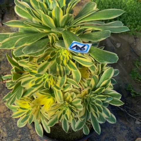 绿羊绒多肉植物一物一拍106多肉