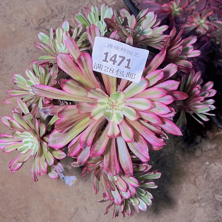 1471水彩画多肉植物2号