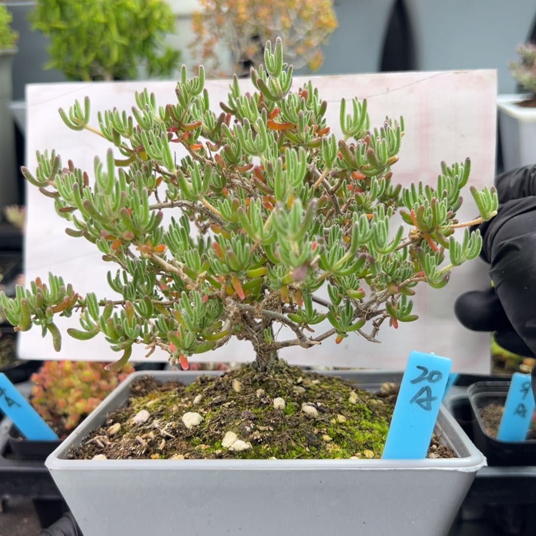 老桩紫闪光20号12厘米盆