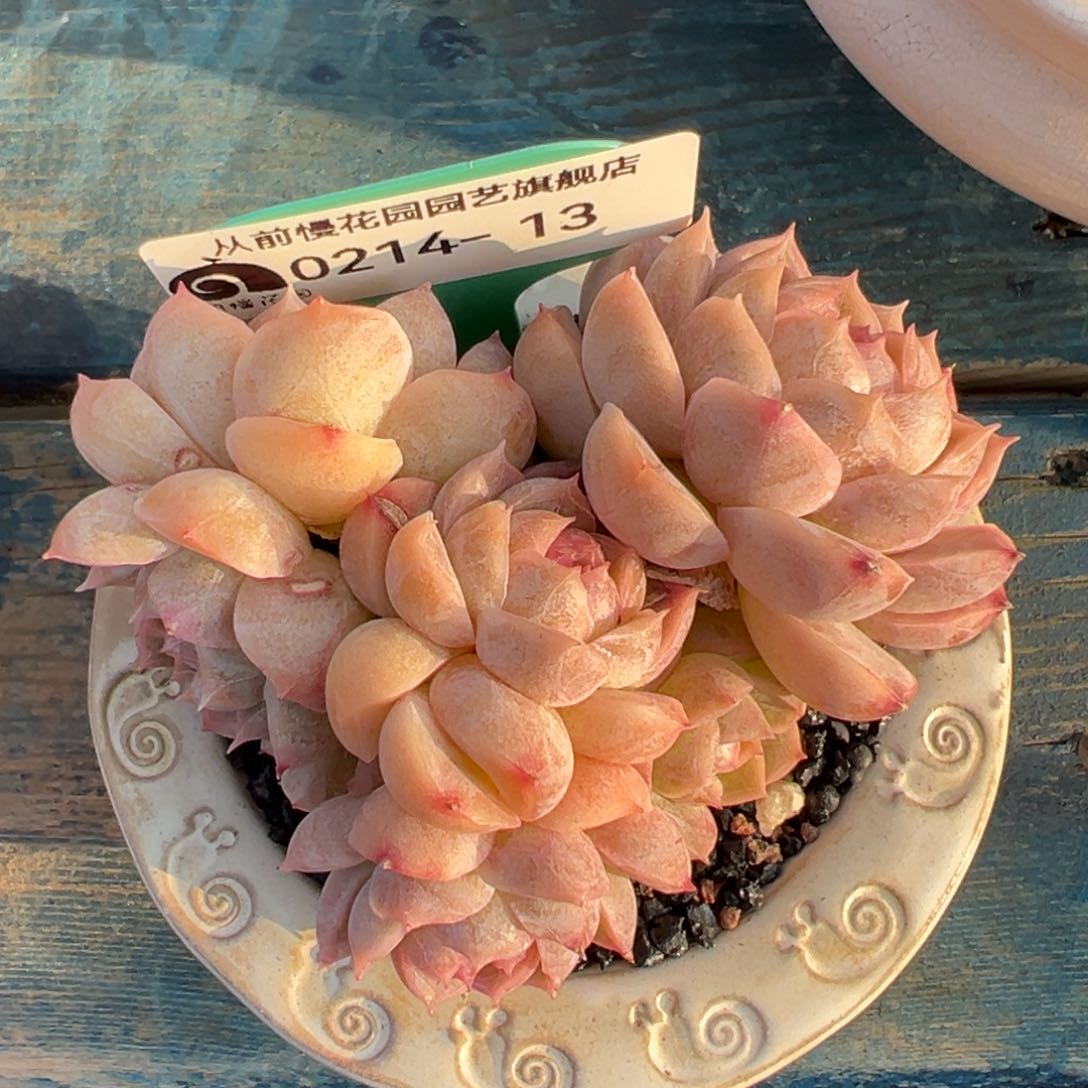 从前慢多肉精选编号0214.13