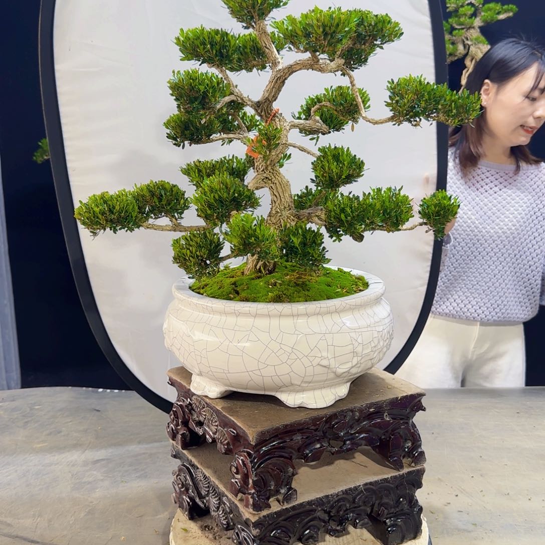 高端皱皮黄杨盆景用****7