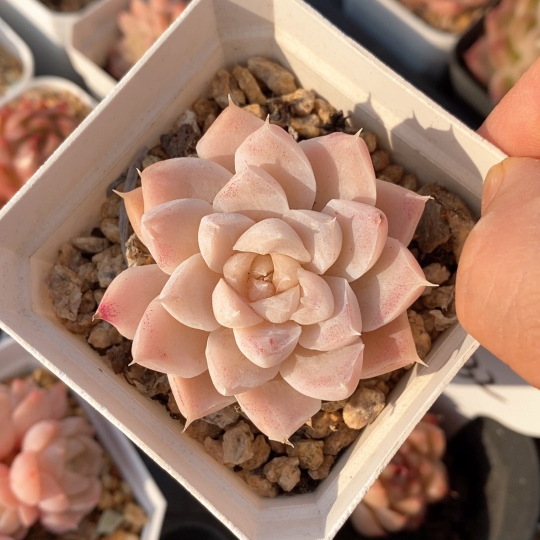 精品多肉一物柏不包整186