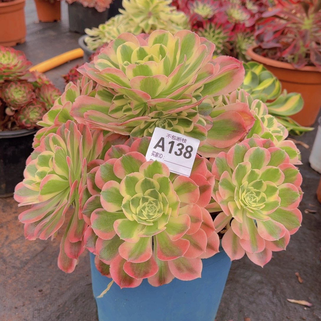 精品多肉植物138