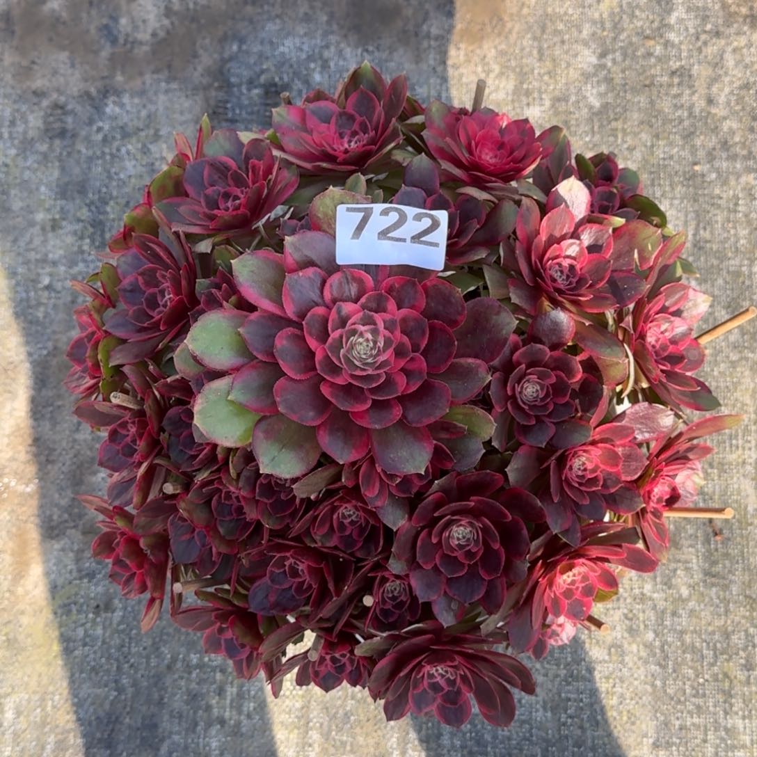 ❀****❀722！克拉恋人法师多肉植物