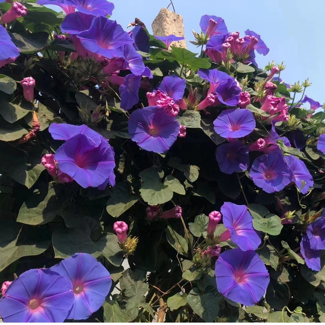木本牵牛(爬藤植物 开花过程会变色)阳台庭院开花植物