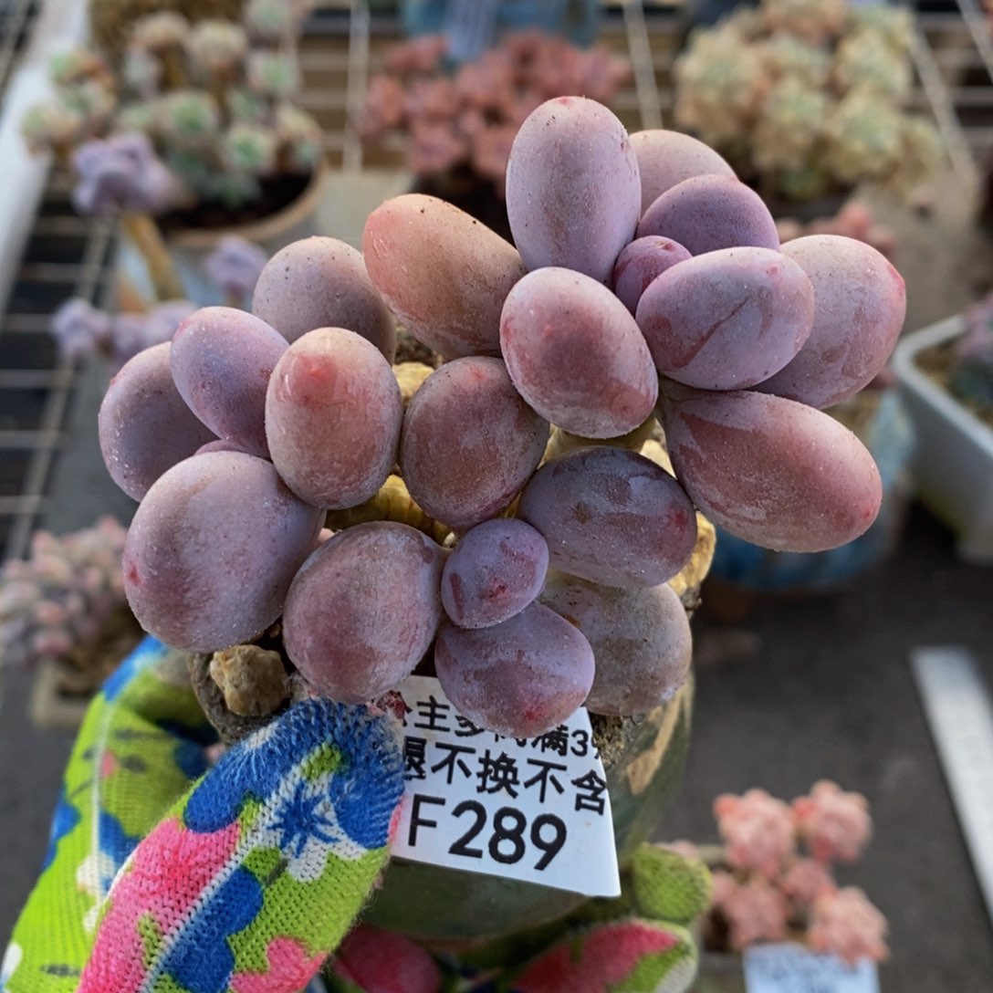 蛋黄奶酪289/6c n