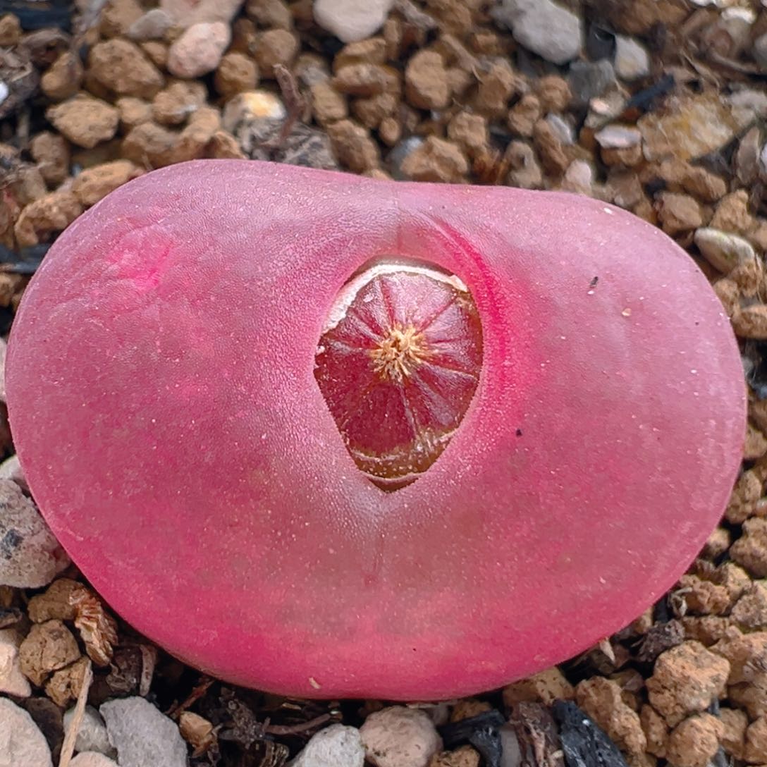 44多肉植物百科知识