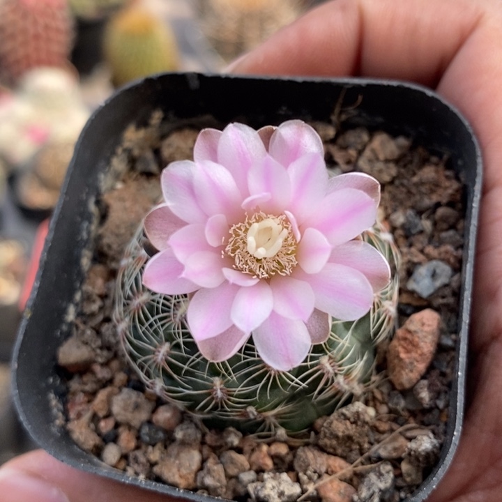 【闪购商品】874樱花罗星