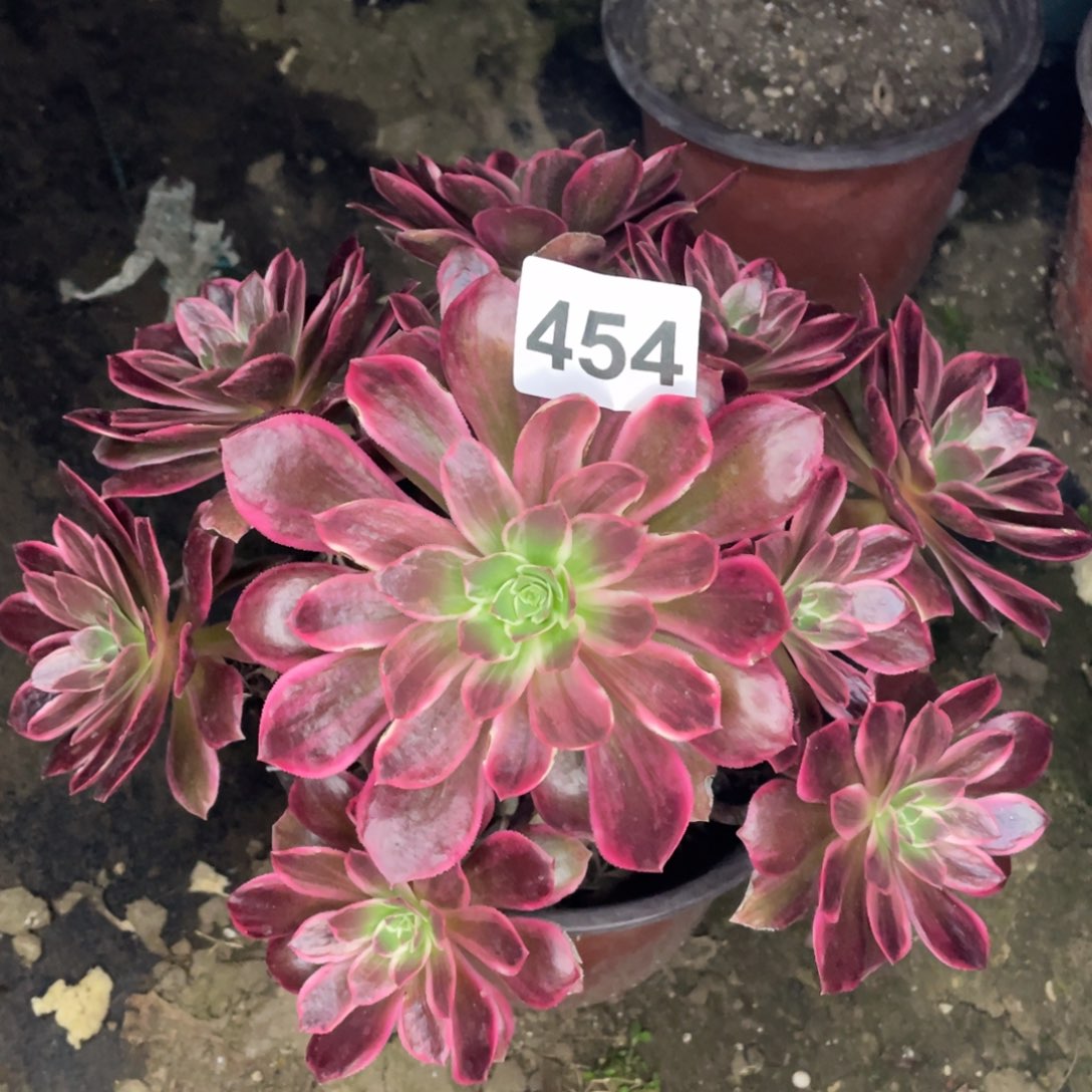 454号尚修变异大军一