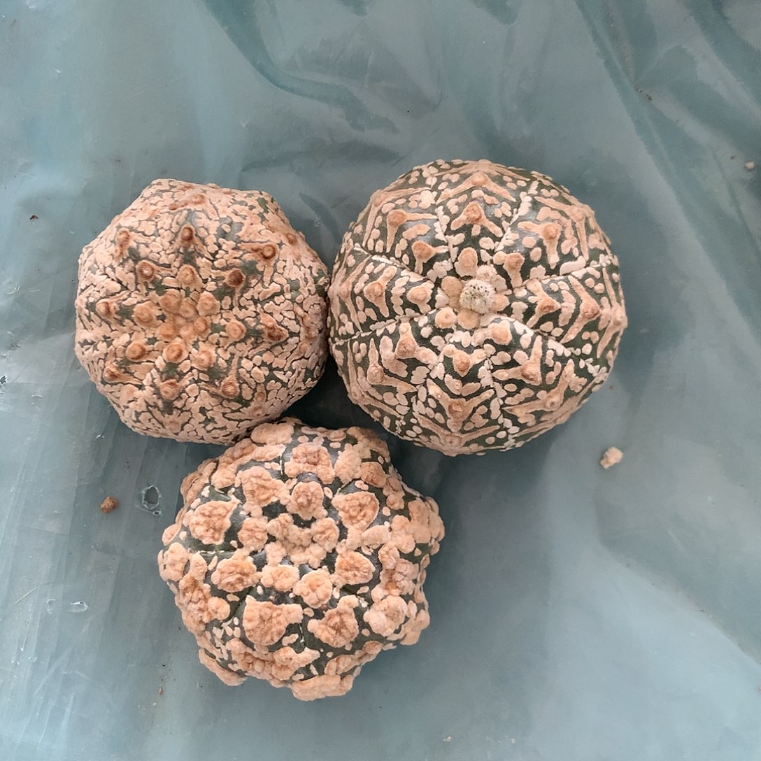 【闪购商品】蔷*三兜兜兜