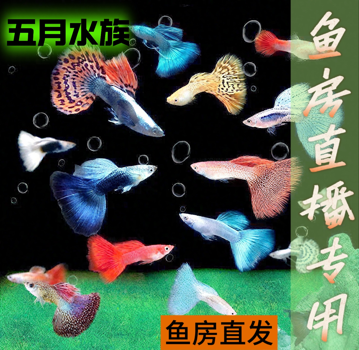 鱼房直发观赏鱼孔雀鱼 一缸一拍（包邮报损，无开箱视频不包损）