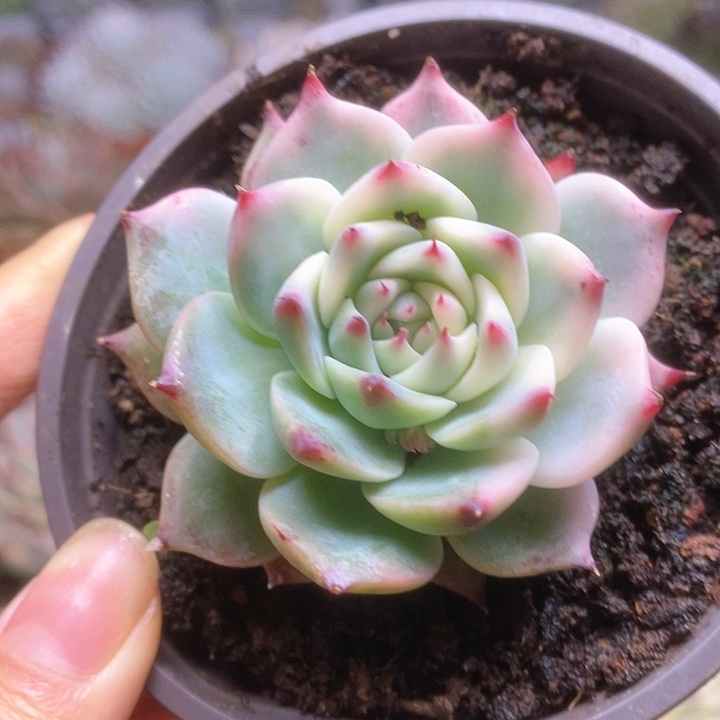 027锦锦锦锦锦锦锦锦
