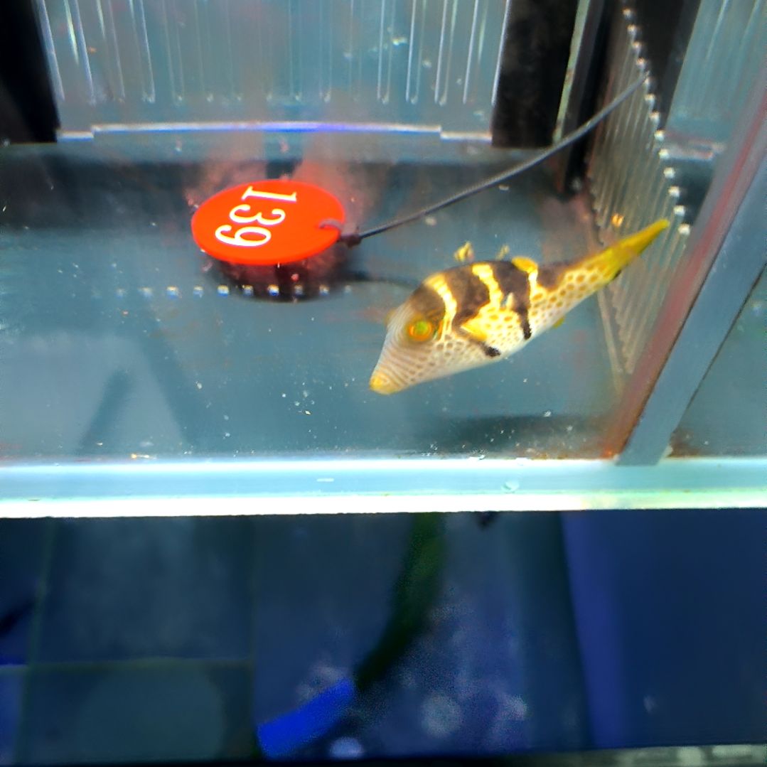 海水鱼日本婆5+/5-44-139