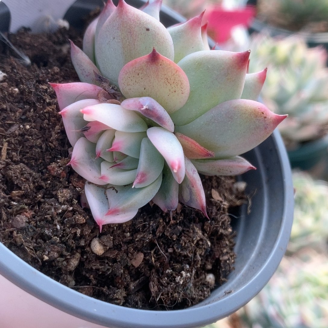 035锦锦锦锦锦锦锦