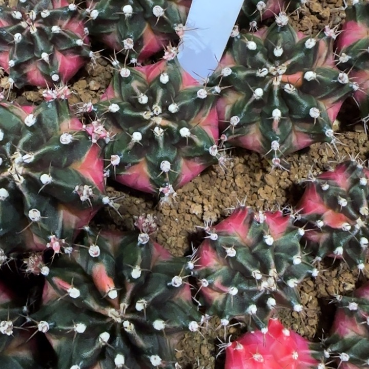 169-0118蓝莓泰国发货多肉