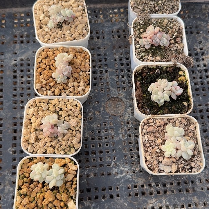 功***茶多肉植物一物一拍