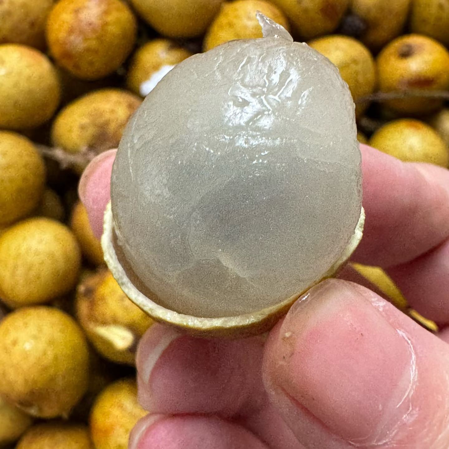 泰国金标新鲜龙眼3斤