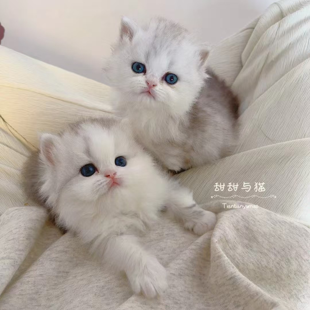 【甜甜与猫】纯种米努特矮脚金渐层