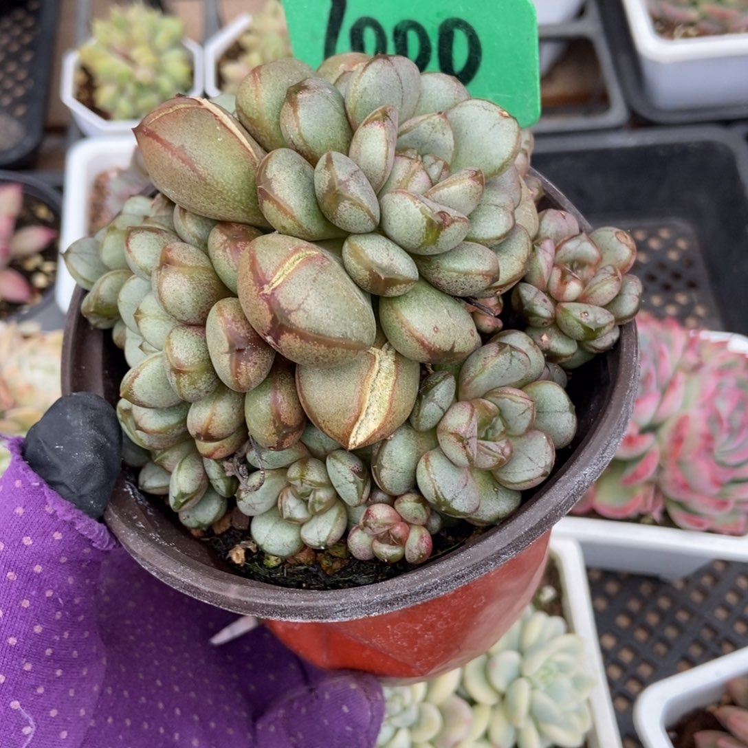 1000葡萄多肉植物多肉