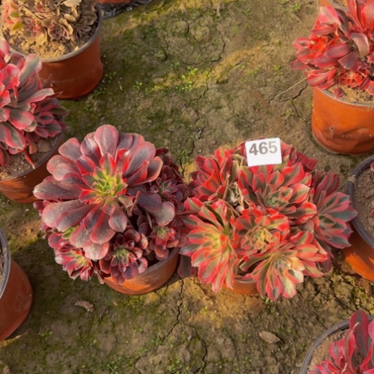 法师2棵14号棚465