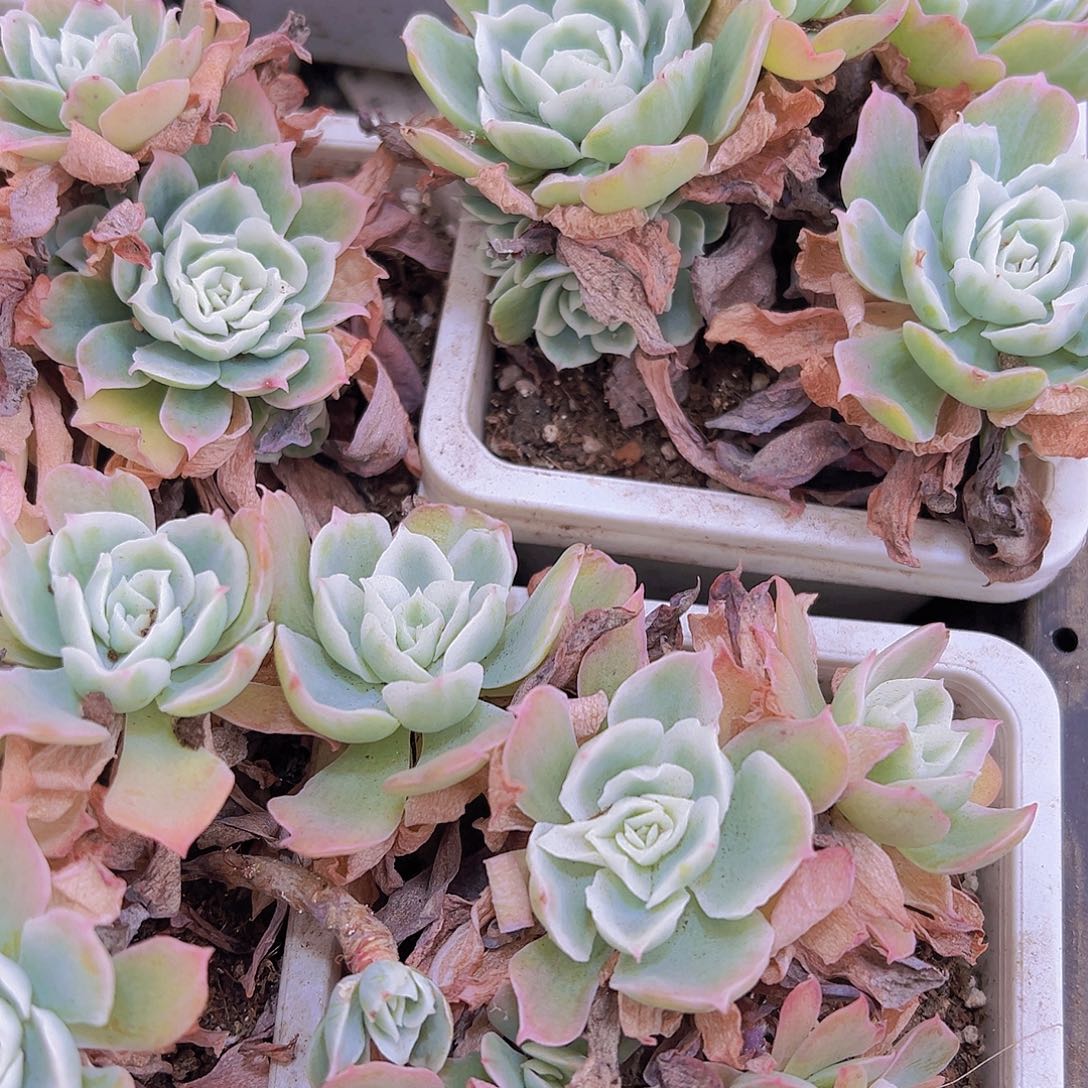 柠檬玫瑰锦大群带土