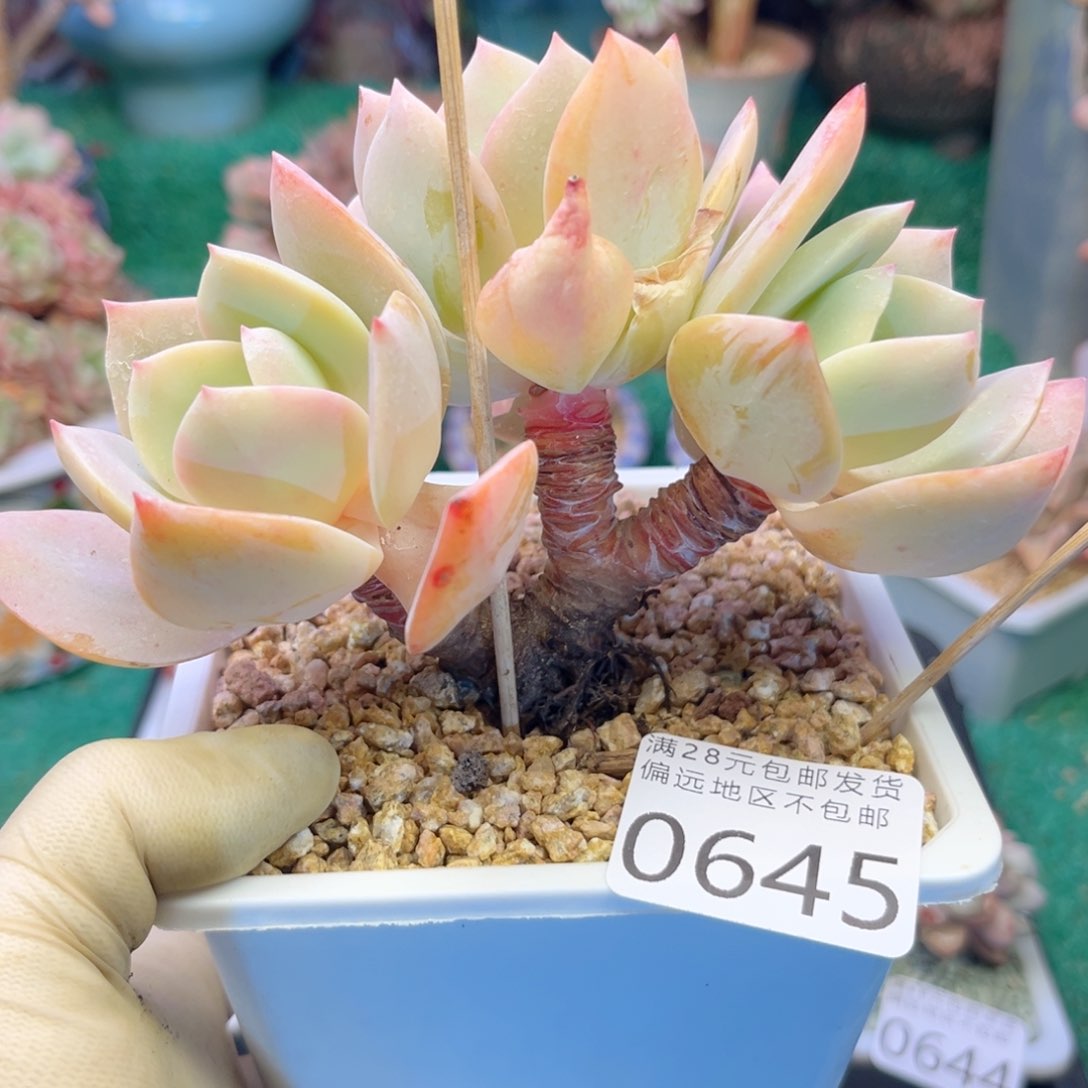 大0645:？x c b b n n