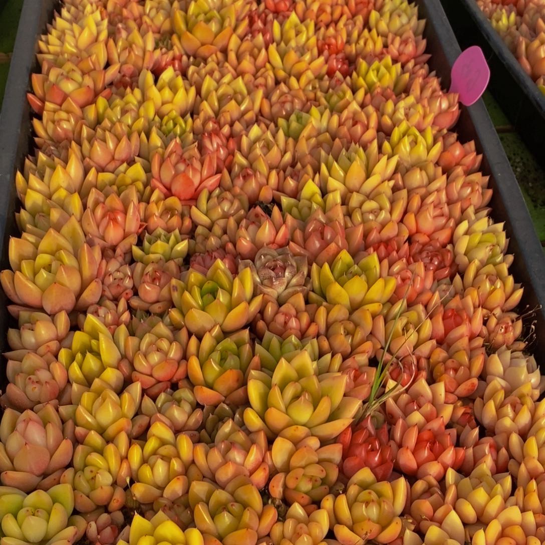 440多肉植物保护研究所所长的