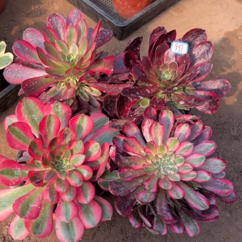 997多肉植物组合