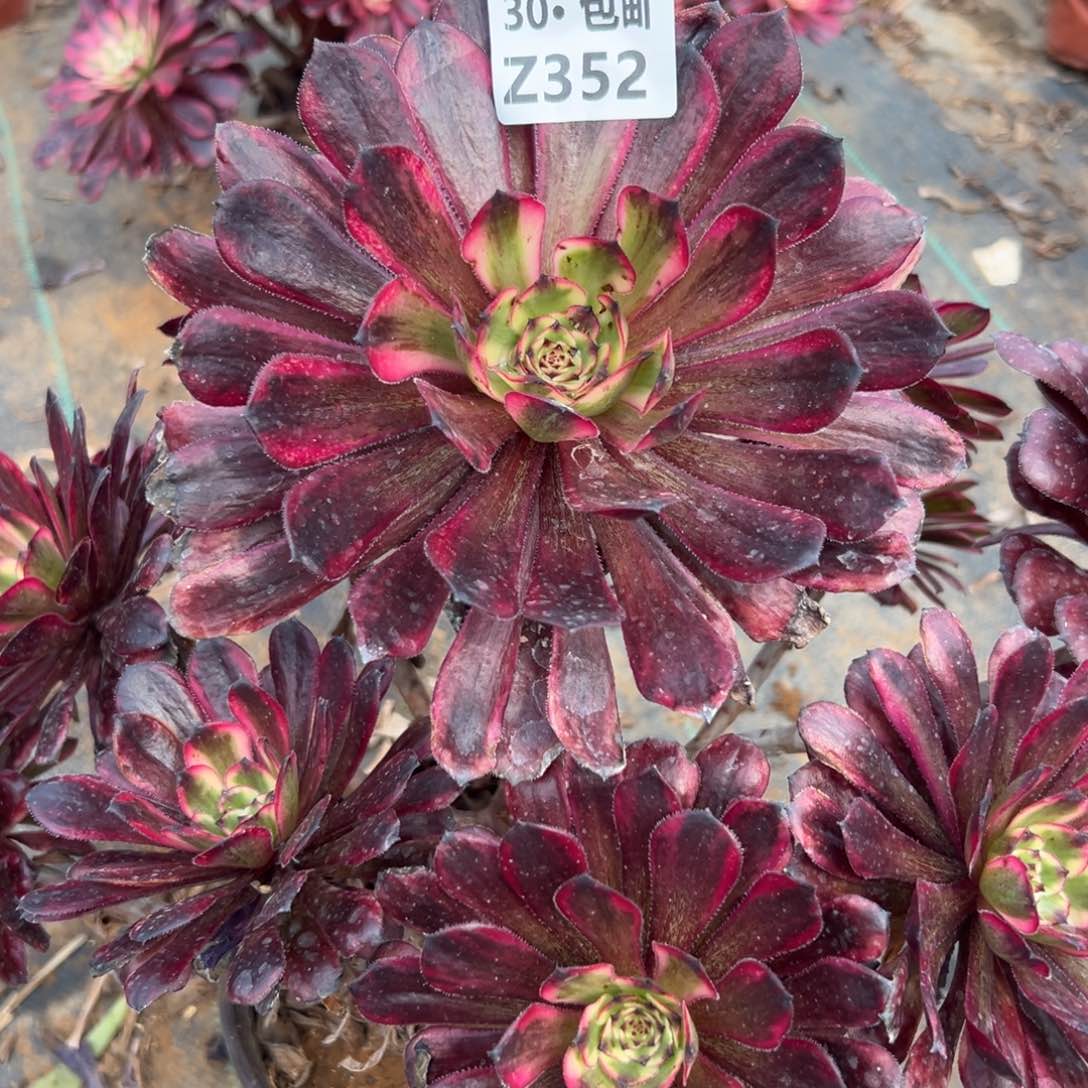 352红金刚多肉法师