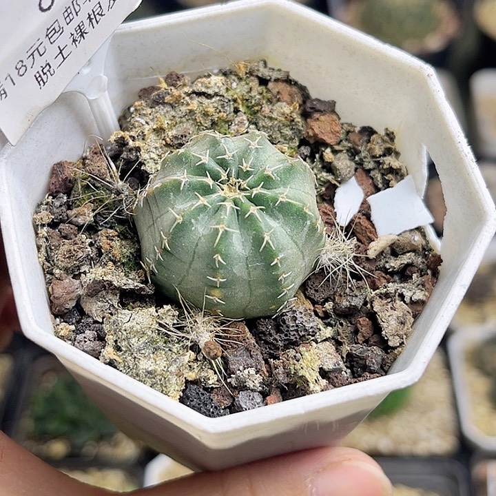 明石丸3公分一颗