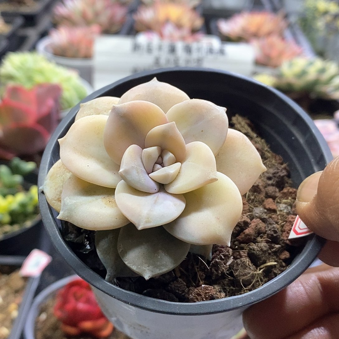 20137华丽风车花脸锦多肉