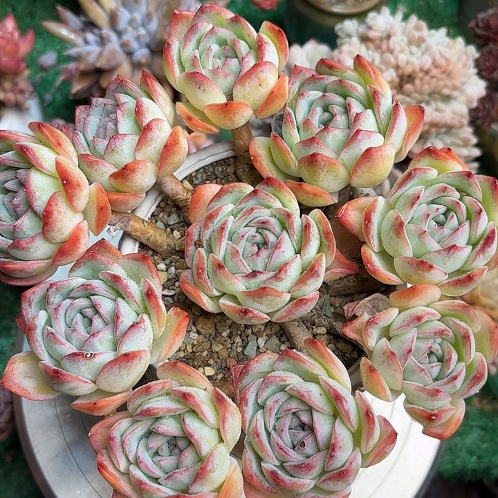 莎莎女王一颗一物一拍