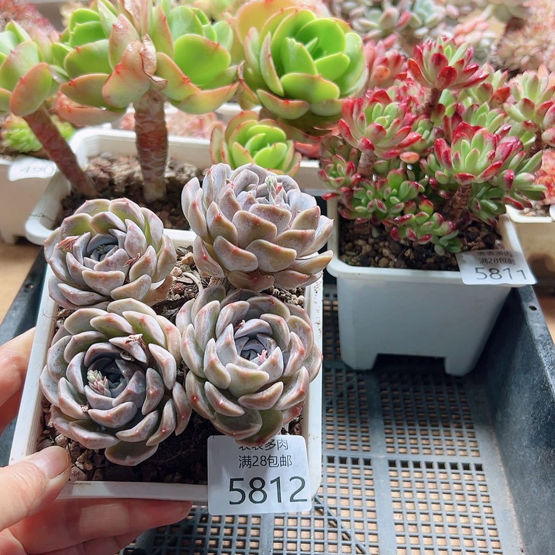 多肉＿物一拍5812